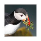 Island 2017 #46 Puffin vegetarisch