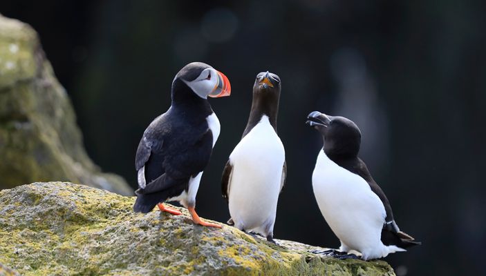 Island 2017 #48 ungleiches Trio