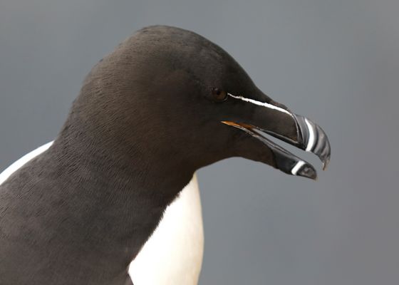 Island 2017 #49 Tordalk Portrait