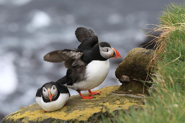 Island 2017 #50 Struwwelpeter