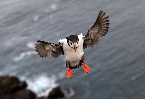 Island 2017 #51 Anflug