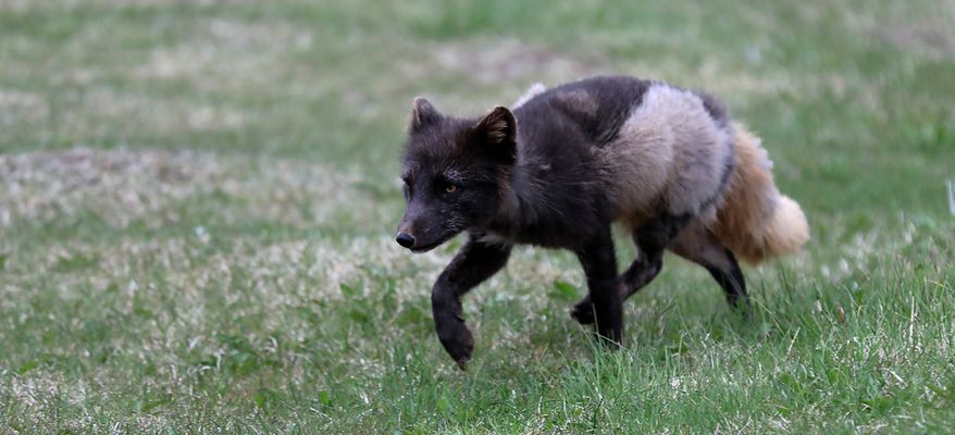 Island 2017 #61 Foxtrott II