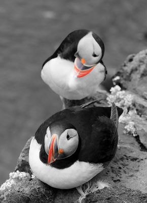 Island 2017 #62 Black and White