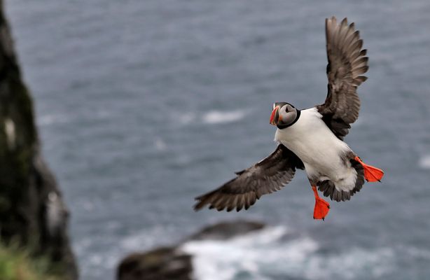 Island 2017 #63 Spannweite / l'envergure