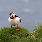 Island 2017 #65 Kopf schüttel :-) mit Gras im Schnabel