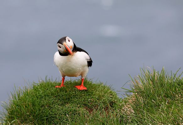 Island 2017 #65 Kopf schüttel :-) mit Gras im Schnabel