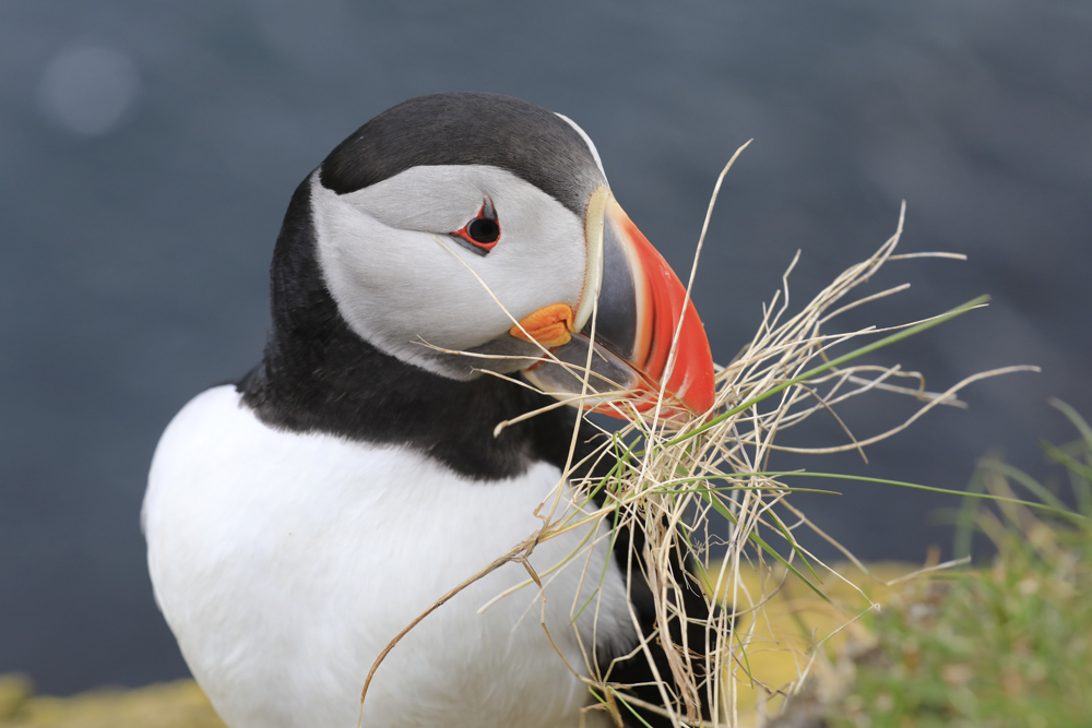 Island 2017 #66 Nesting