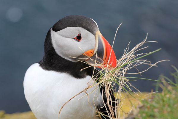 Island 2017 #66 Nesting