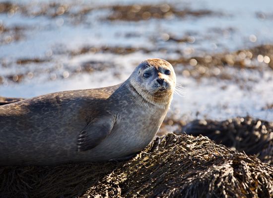 Island 2018 #003 Ytri Tunga