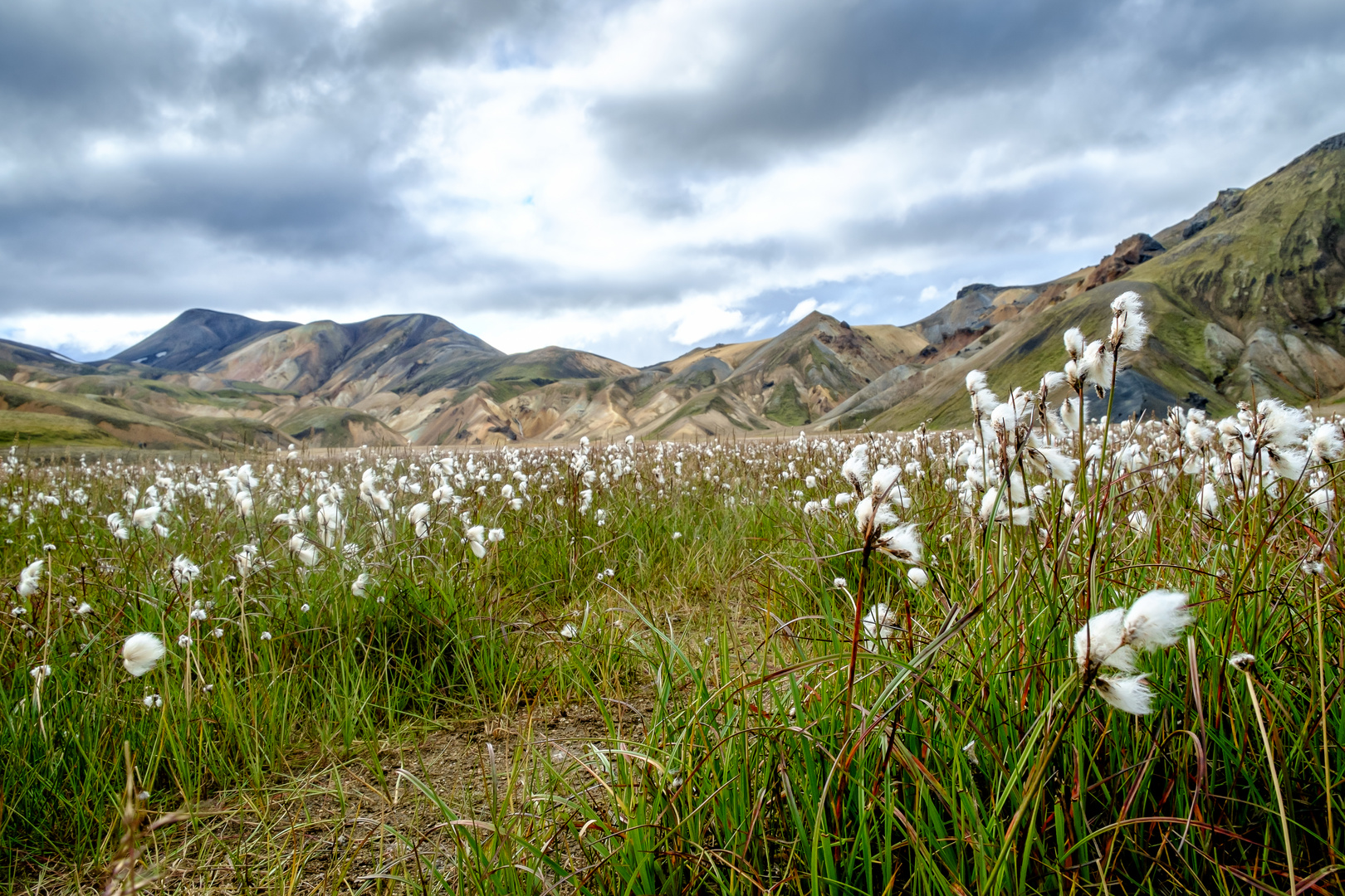 Island {24} Landmannalaugar Wollgraswiese