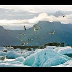 Island / Am Gletscher / Jökulsárlón