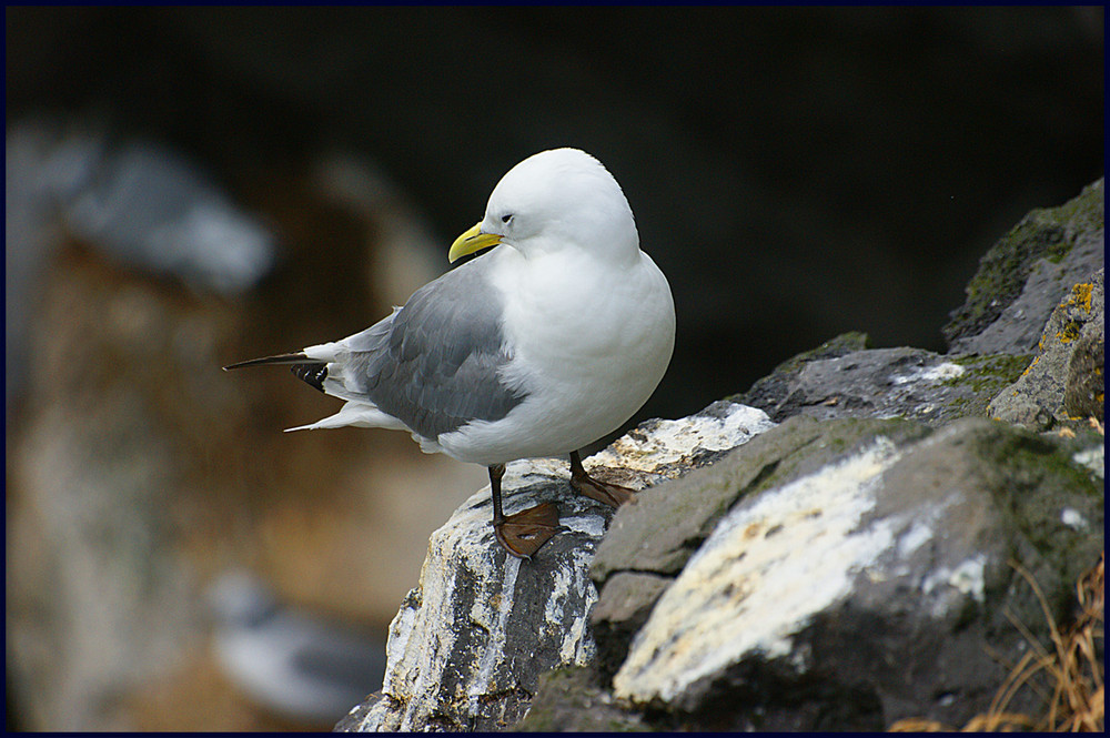 Island Arnarstapi