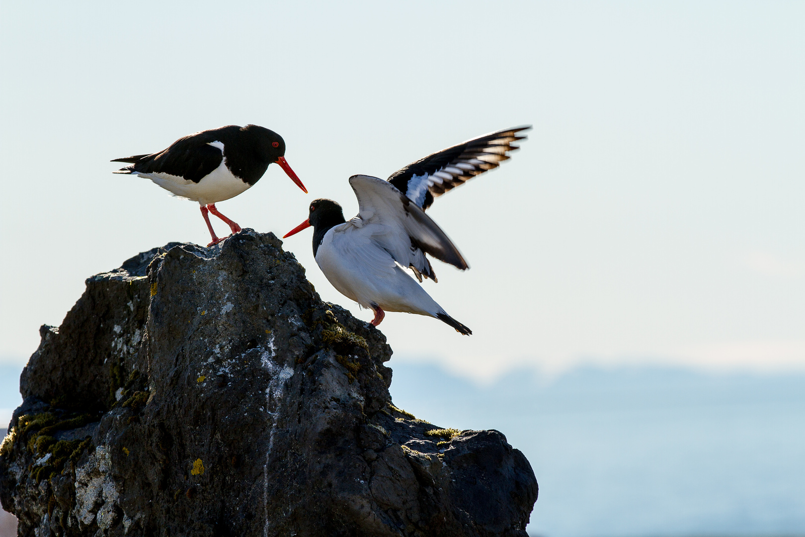 Island - Austernfischer auf der Halbinsel Snæfellsnes