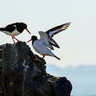 Island - Austernfischer auf der Halbinsel Snæfellsnes