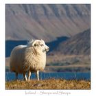 Island - Das Land der Schafe