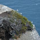 Island - Den Bogen überspannen