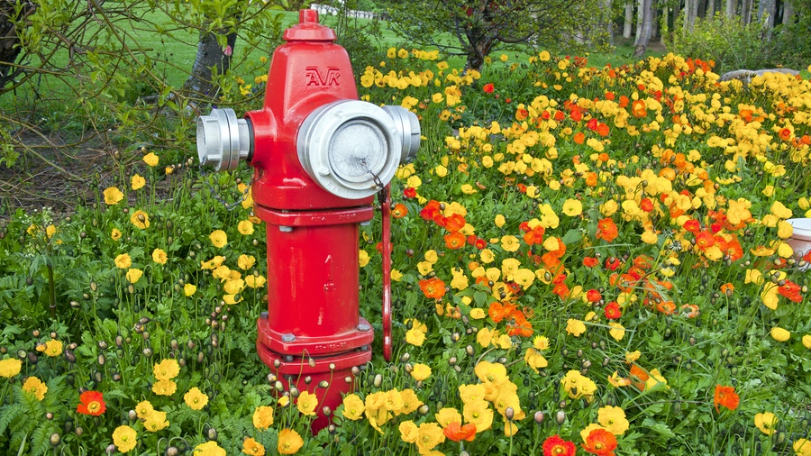 Island - Der glückliche Hydrant