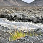 Island - die Schönheit karger Vegetation