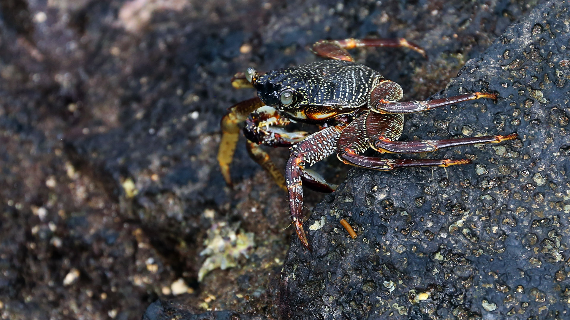 Island Discoveries IV, South Coast, Upolu, Western Samoa / WS 