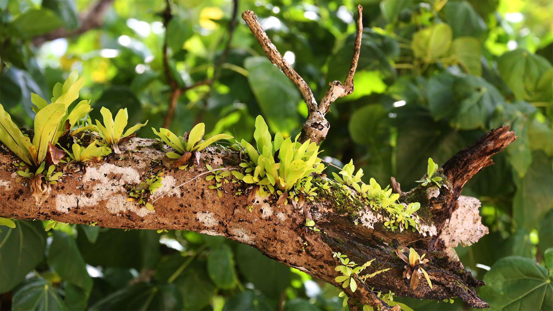 Island Discoveries V, South Coast, Upolu, Western Samoa / WS 