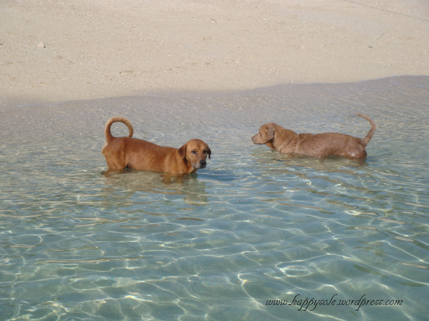 Island Dogs