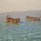 Island Dogs