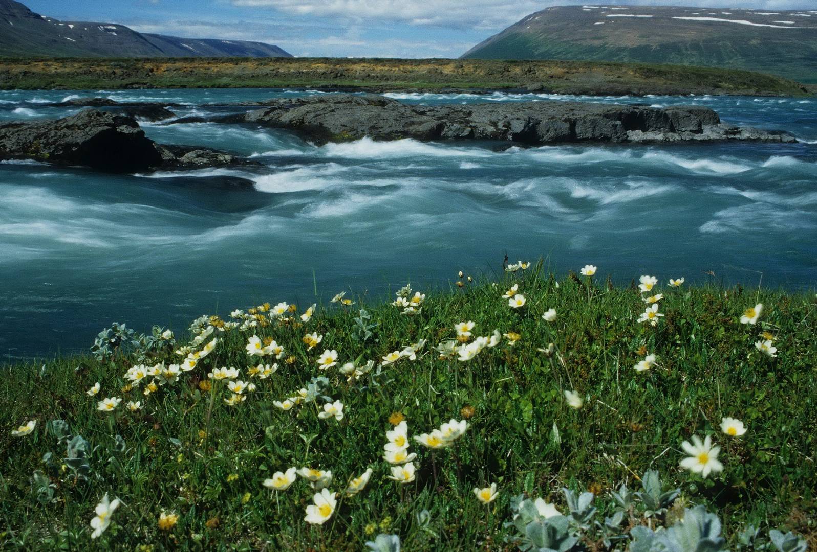 Island - Frühling im Juli