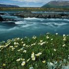 Island - Frühling im Juli