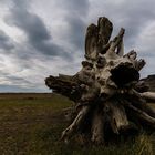 Island...... Fundstücke am Strand von Vik