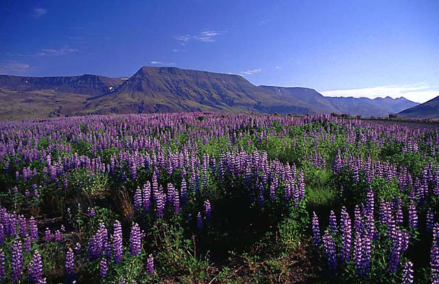 Island - Gleich hinter Reykjavik.....