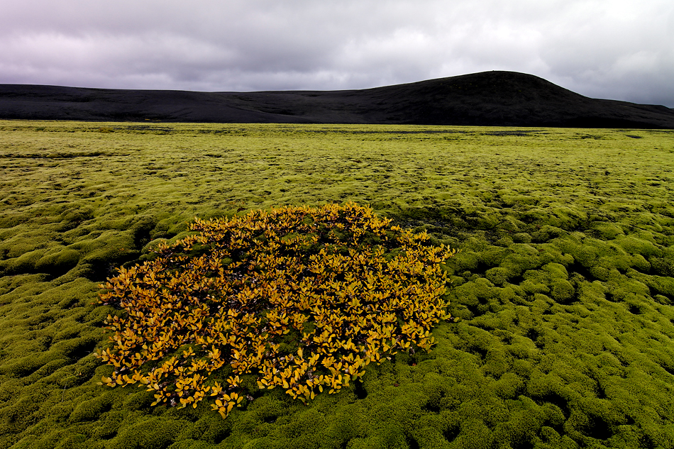 Island Hochland Impression 88