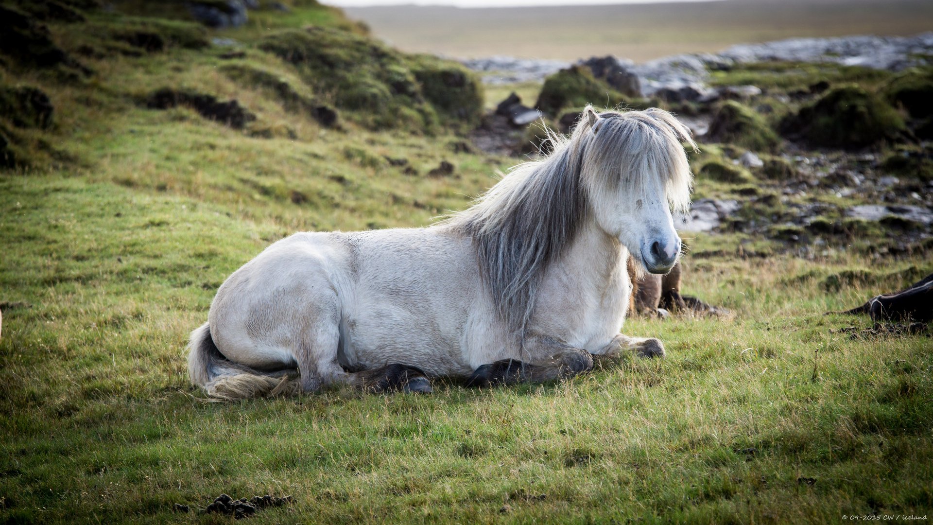 island horse