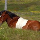 Island horse