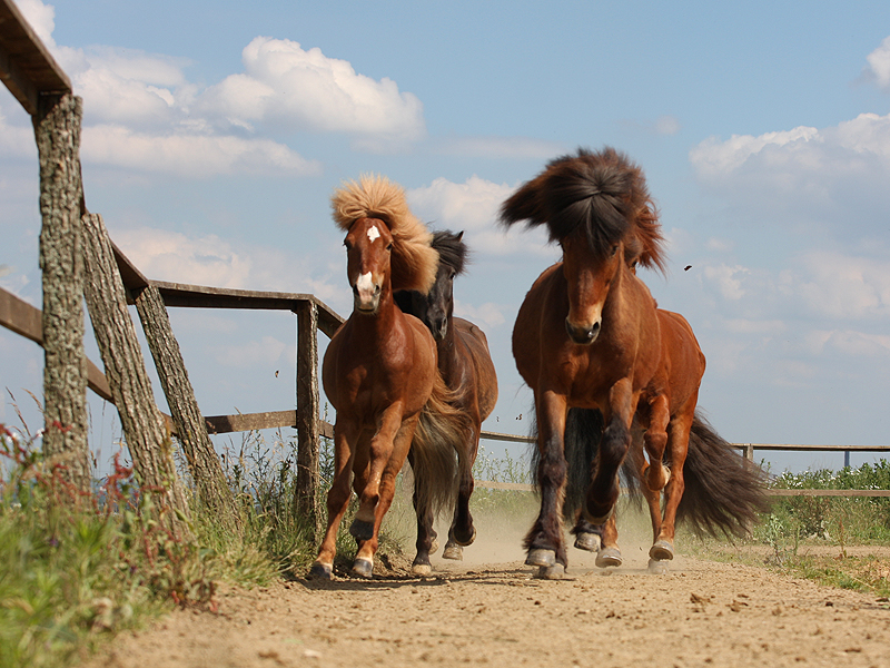 Island horses