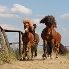 Island horses