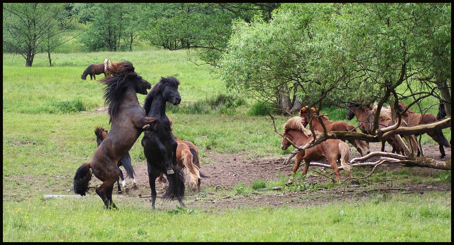 Island Horses