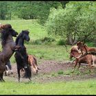 Island Horses