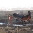 Island Horses