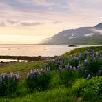 Island II #10 Westfjorde