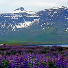 Island im Juni 2016