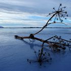 Island im Winter – Eisiger Myvaten See ohne Mücken: