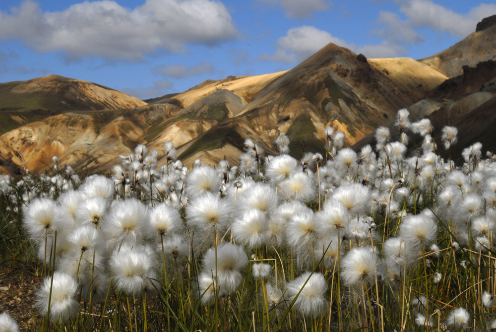 Island, Landmannalaugar Wollgrass