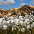 Island, Landmannalaugar Wollgrass