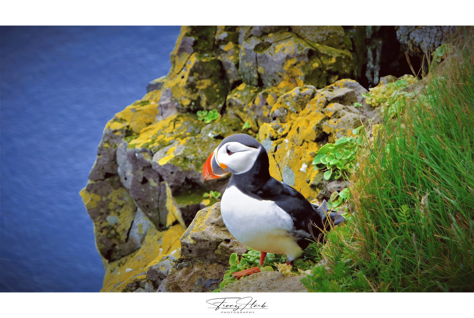 Island, Latrabjarg, Puffins oder auch  Papageientaucher