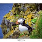 Island, Latrabjarg, Puffins oder auch  Papageientaucher