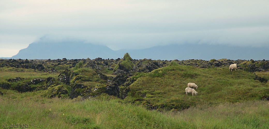 Island: Lavafeld