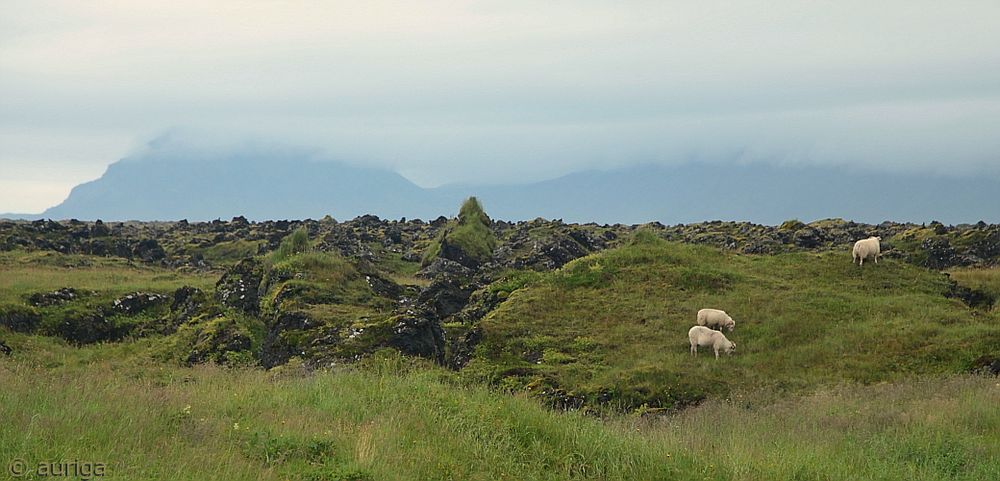 Island: Lavafeld