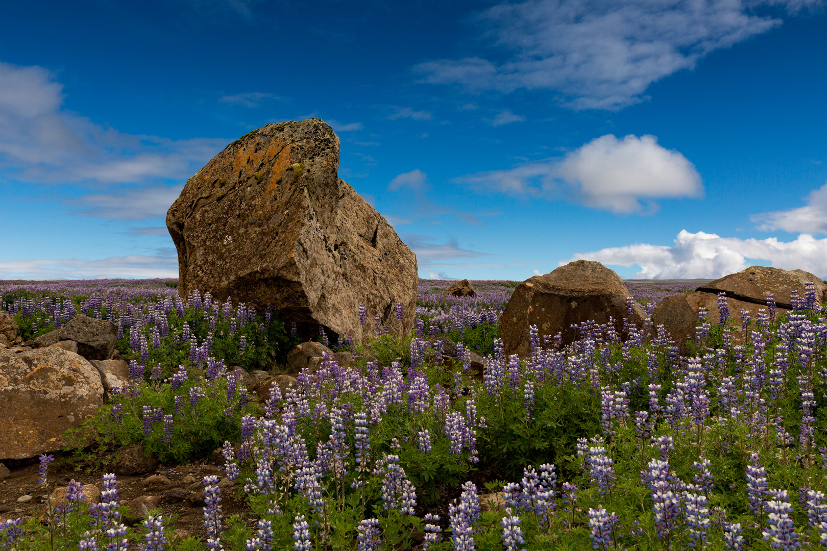 Island Lupinen