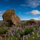 Island Lupinen