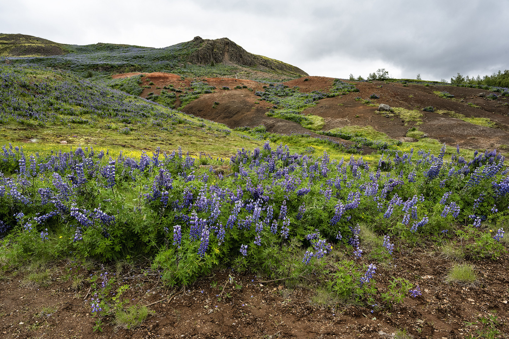 Island-Lupinen beim Geysir Stokkur